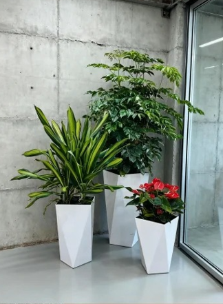 宁波绿植租赁价格实用方案分享，简单好用
